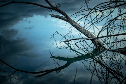 A tree branch is reflected in the water