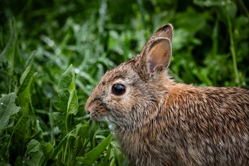 Základová fotografie zdarma na téma fotografie divoké přírody, fotografování zvířat, králík