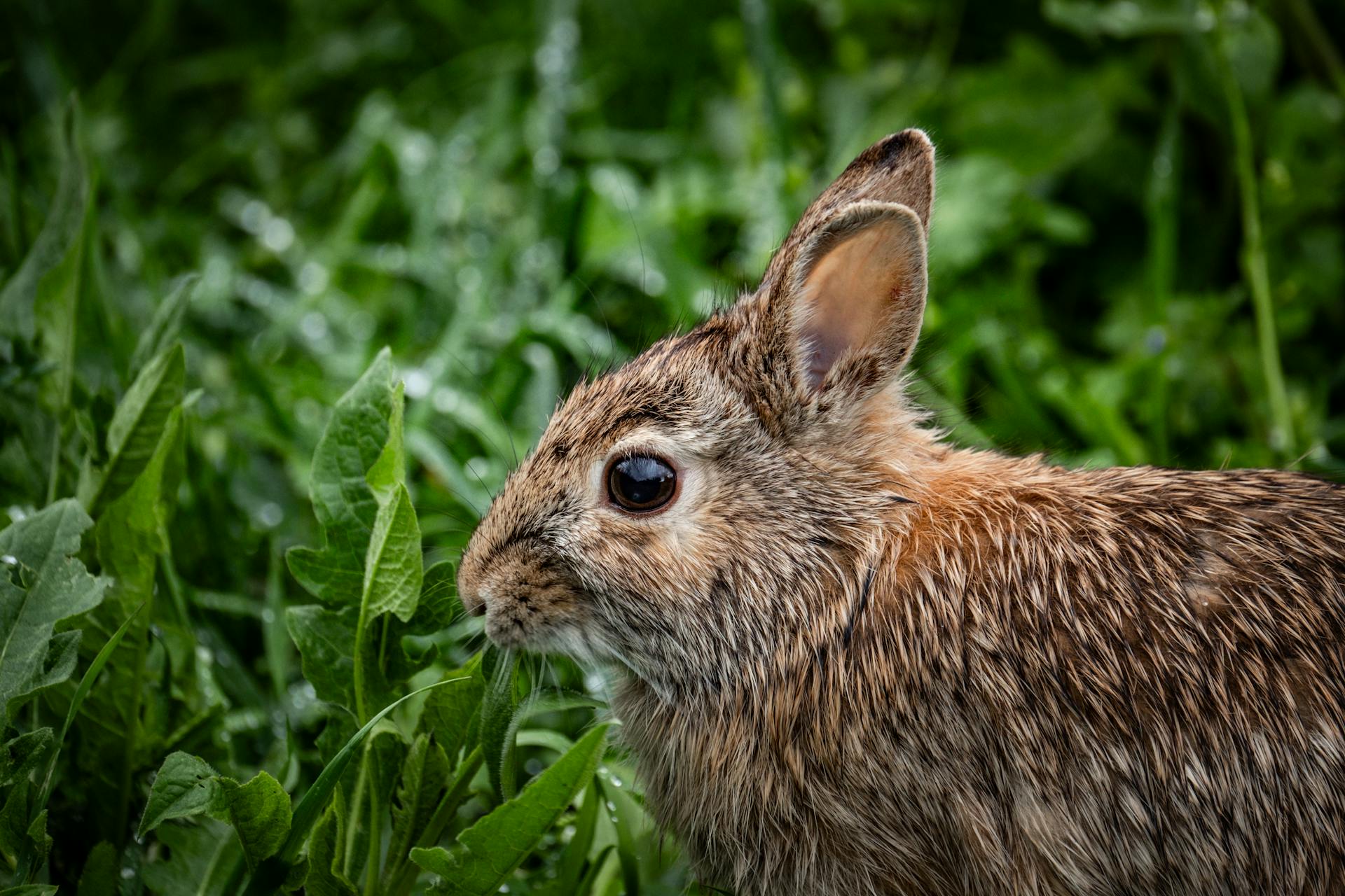 Portrait of Rabbit