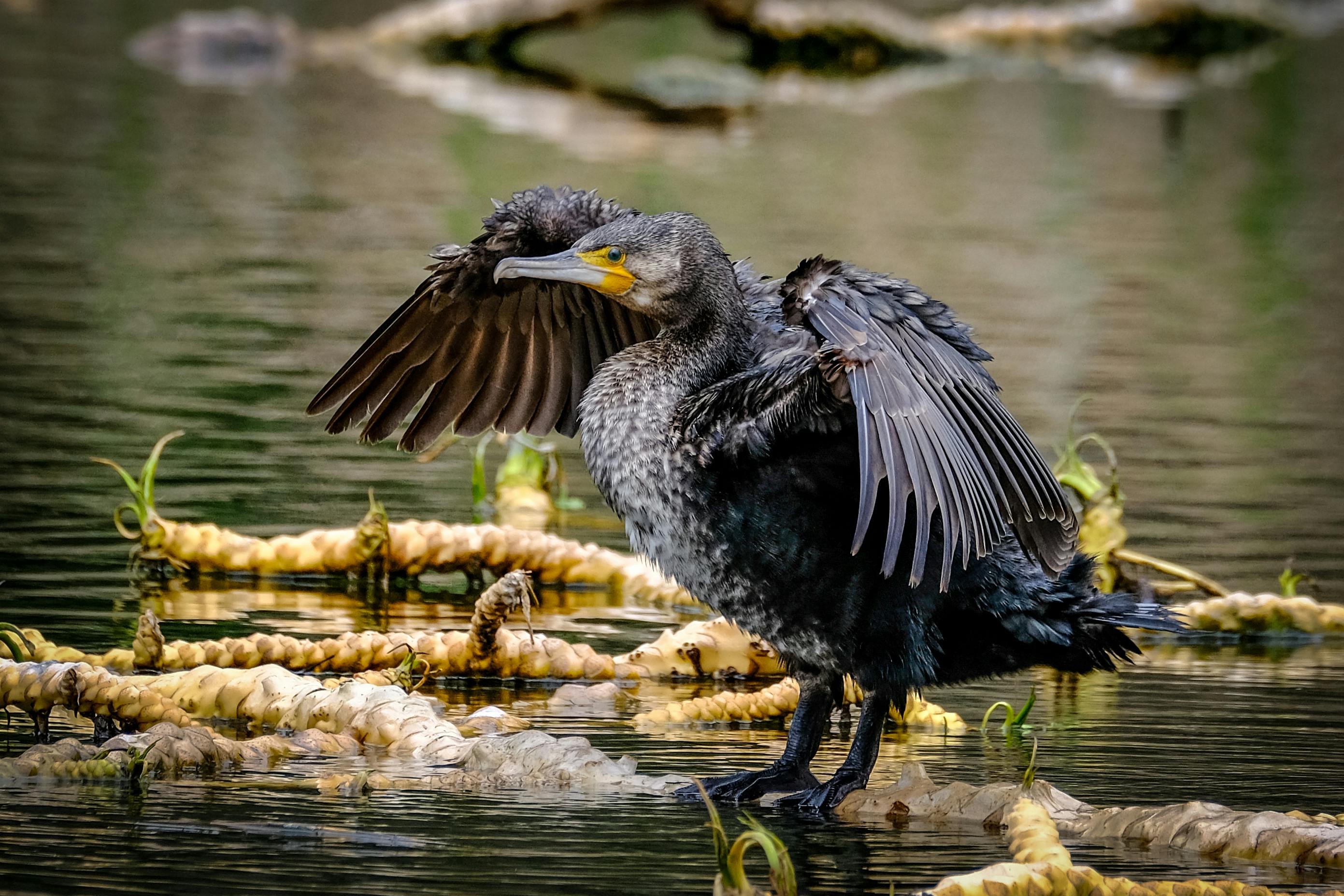 A cormorant stands on a lake with wings spread wide, amidst water plants.