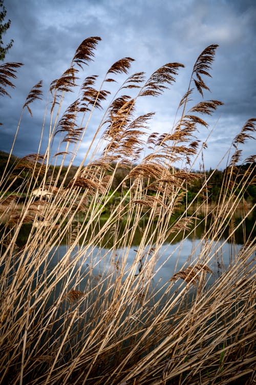 Tall grasses by the water with cloudy skies