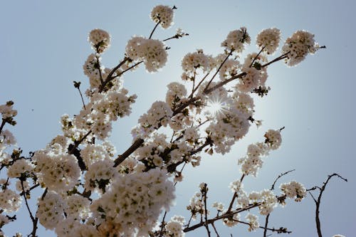 Бесплатное стоковое фото с белые цветы, блеск, бутон