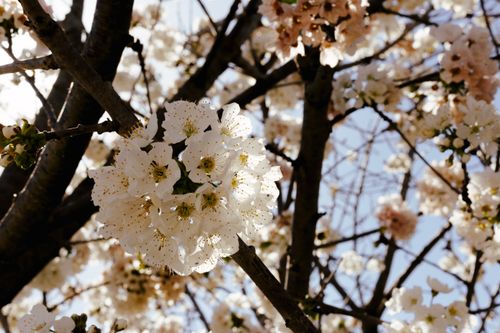 Free Close-up of white cherry blossoms on a sunny spring day in Barcelona. Stock Photo