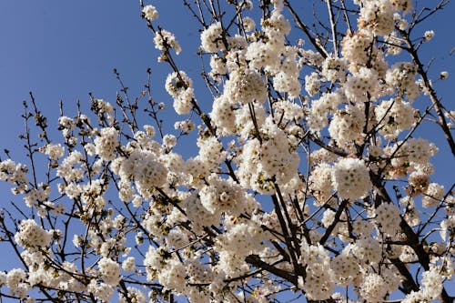 açık hava, ağaç, Bahar çiçeği içeren Ücretsiz stok fotoğraf