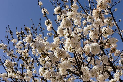 Free A stunning view of white cherry blossoms blooming under a bright blue sky in Barcelona. Stock Photo