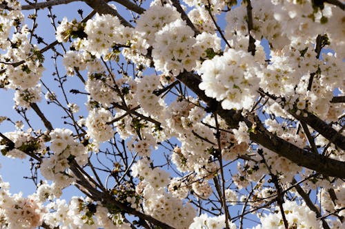 Fotobanka s bezplatnými fotkami na tému biele kvety, čerešňa, del