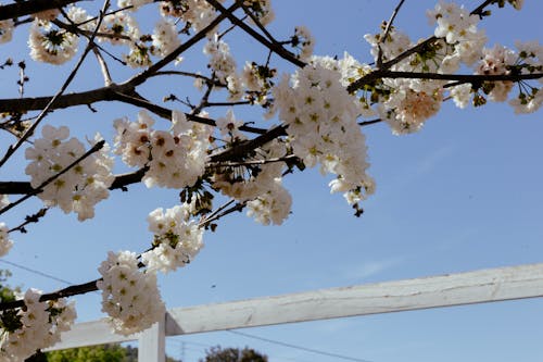 Bahar çiçeği, Beyaz çiçekler, Çiçekler içeren Ücretsiz stok fotoğraf