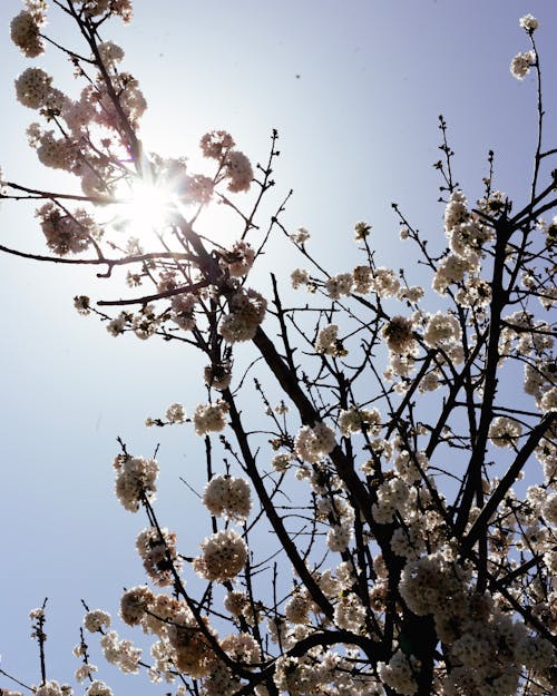 Photos gratuites de arbre avec des fleurs, fleur de printemps, fleurs blanches