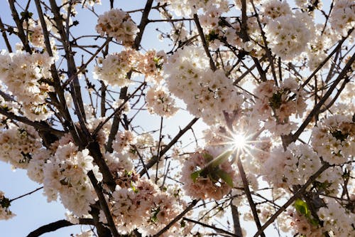 คลังภาพถ่ายฟรี ของ ฉาบ, ดวงอาทิตย์, ดอกไม้