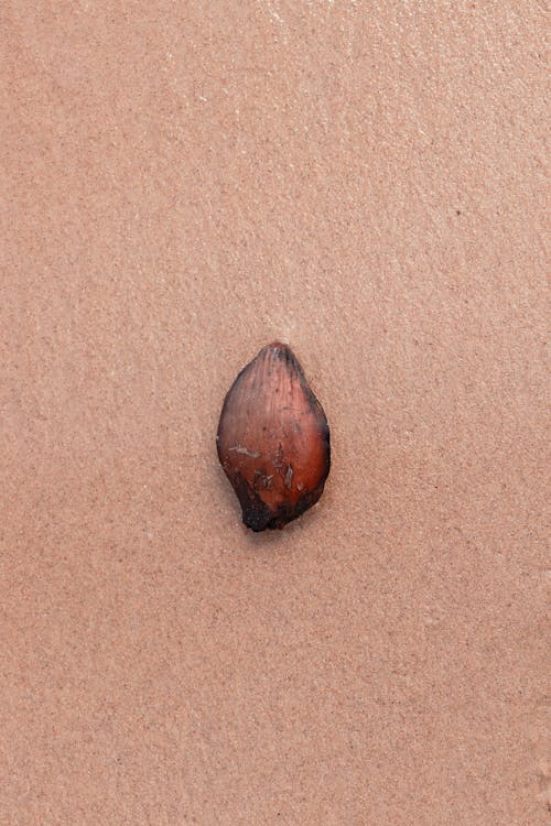 A small brown seed on the surface of a brown surface