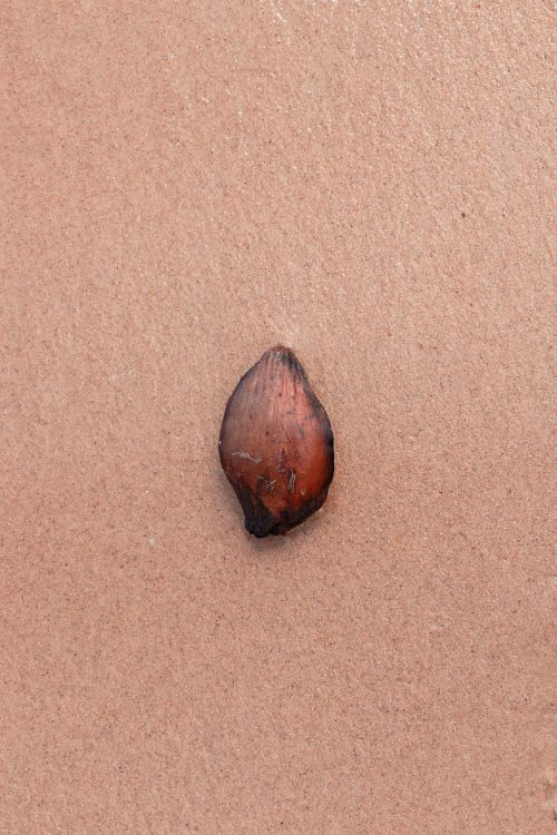 Small Seed Rough Texture A small brown seed on the surface of a brown surface ยท Free Stock Photo