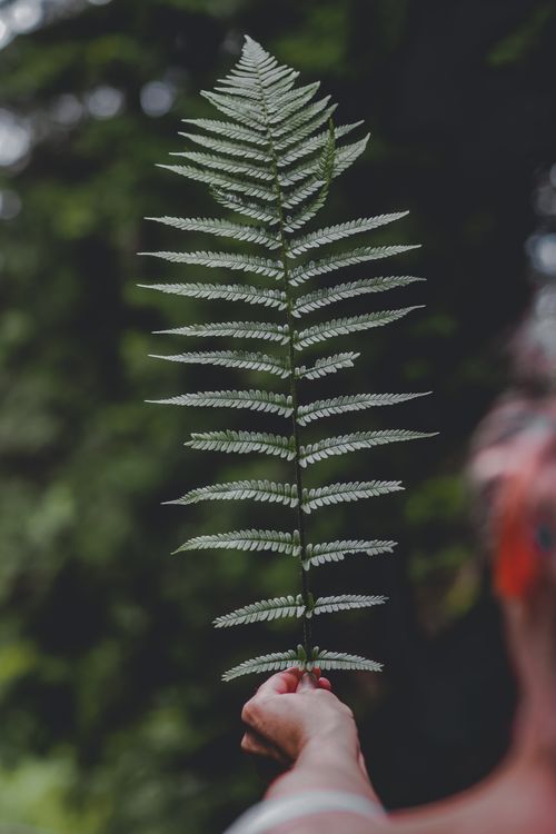 Free A single fern leaf held by a person against a lush green background, showcasing nature's beauty. Stock Photo