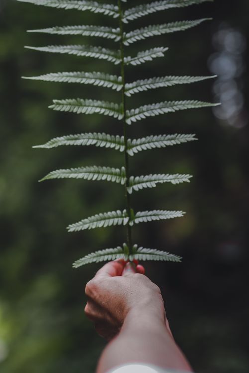 Free A person's hand holding a delicate fern frond against a blurred green background. Stock Photo