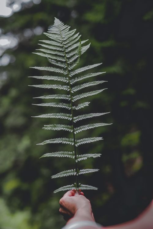 Free A close-up view of a hand holding a vibrant green fern leaf outdoors, symbolizing nature and simplicity. Stock Photo