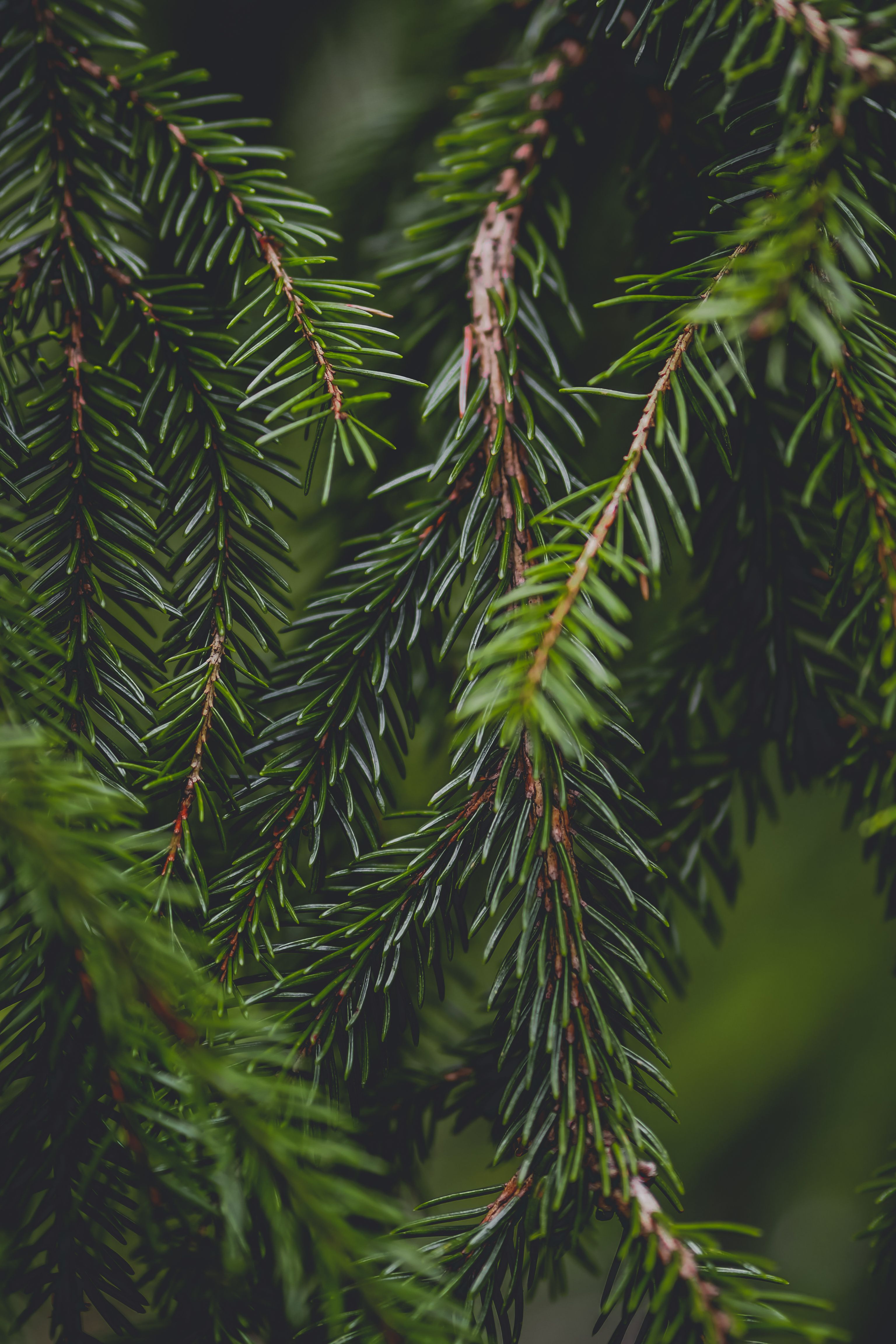 Growing Needle Branches · Free Stock Photo