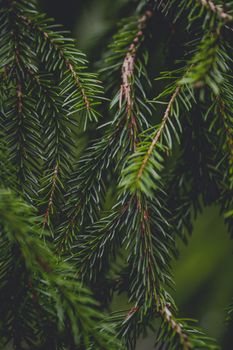 Image by Laura Chouette