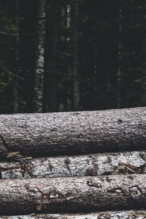 A log is sitting in the woods with a tree in the background