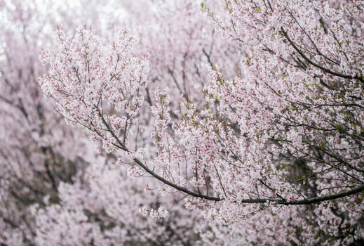Beautiful cherry blossoms in full bloom captured in a serene Tokyo park.