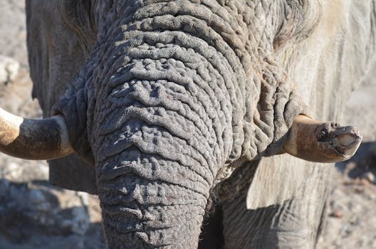 Detailed photo of an African elephant's trunk showcasing texture and tusks in the sunlight.