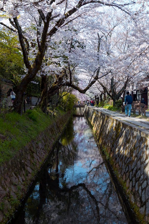 bahar, hanami, Japonya içeren Ücretsiz stok fotoğraf