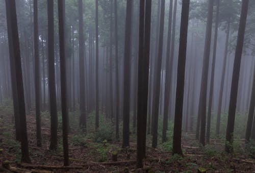Kostenloses Stock Foto zu japan, nebel, wald