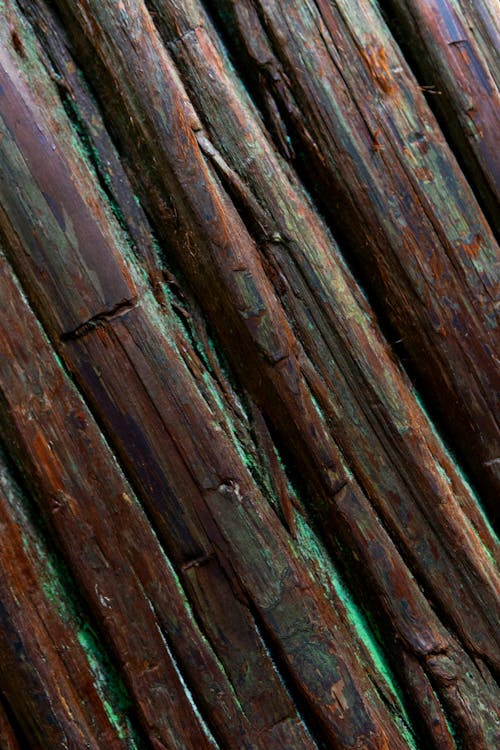 Foto profissional grátis de casca, madeira, textura