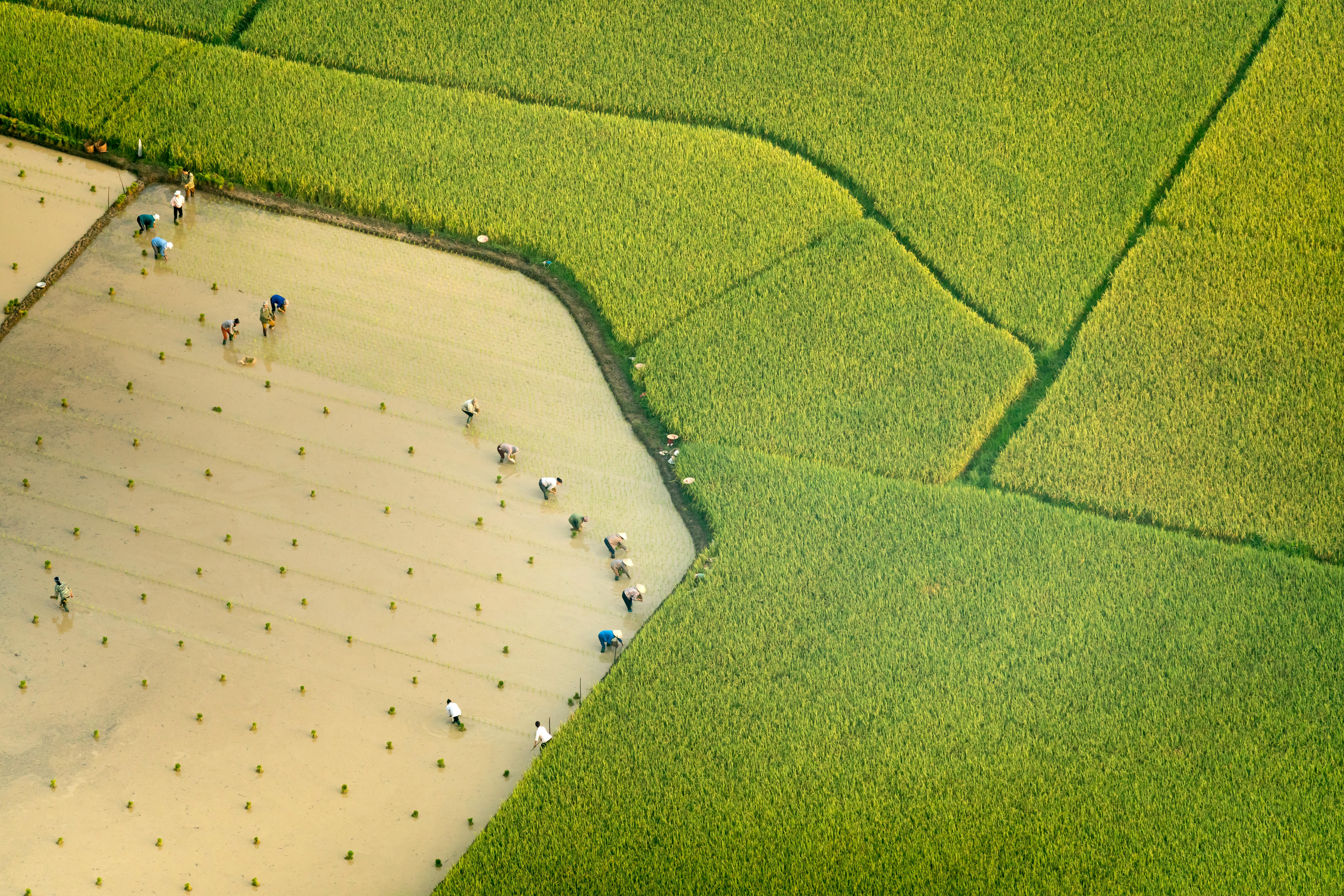 Chi tiết 108+ hình nền cánh đồng lúa hay nhất - Tin học Đông Hòa