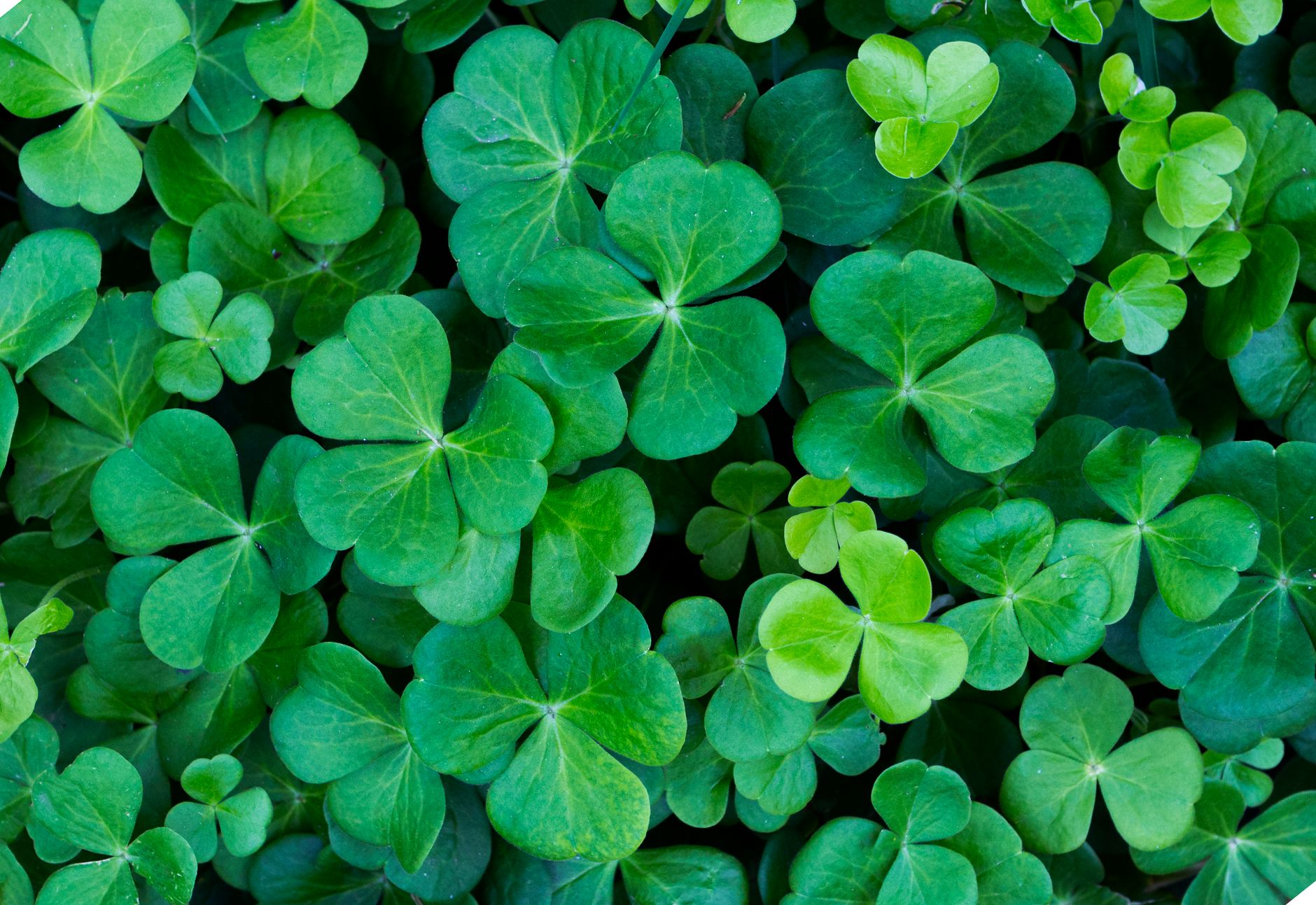 A close-up image of lush green clover leaves, symbolizing nature and freshness.
