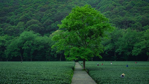 People Working on Field near Deep Forest