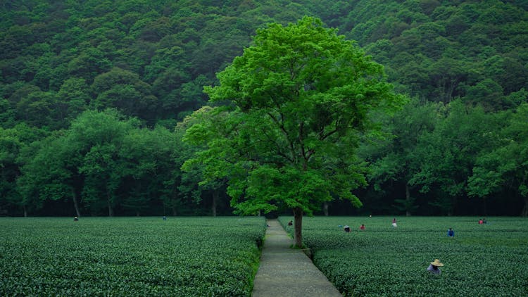 Beyond the Trees: The Unforeseen Rewards of Forest Bathing thumbnail