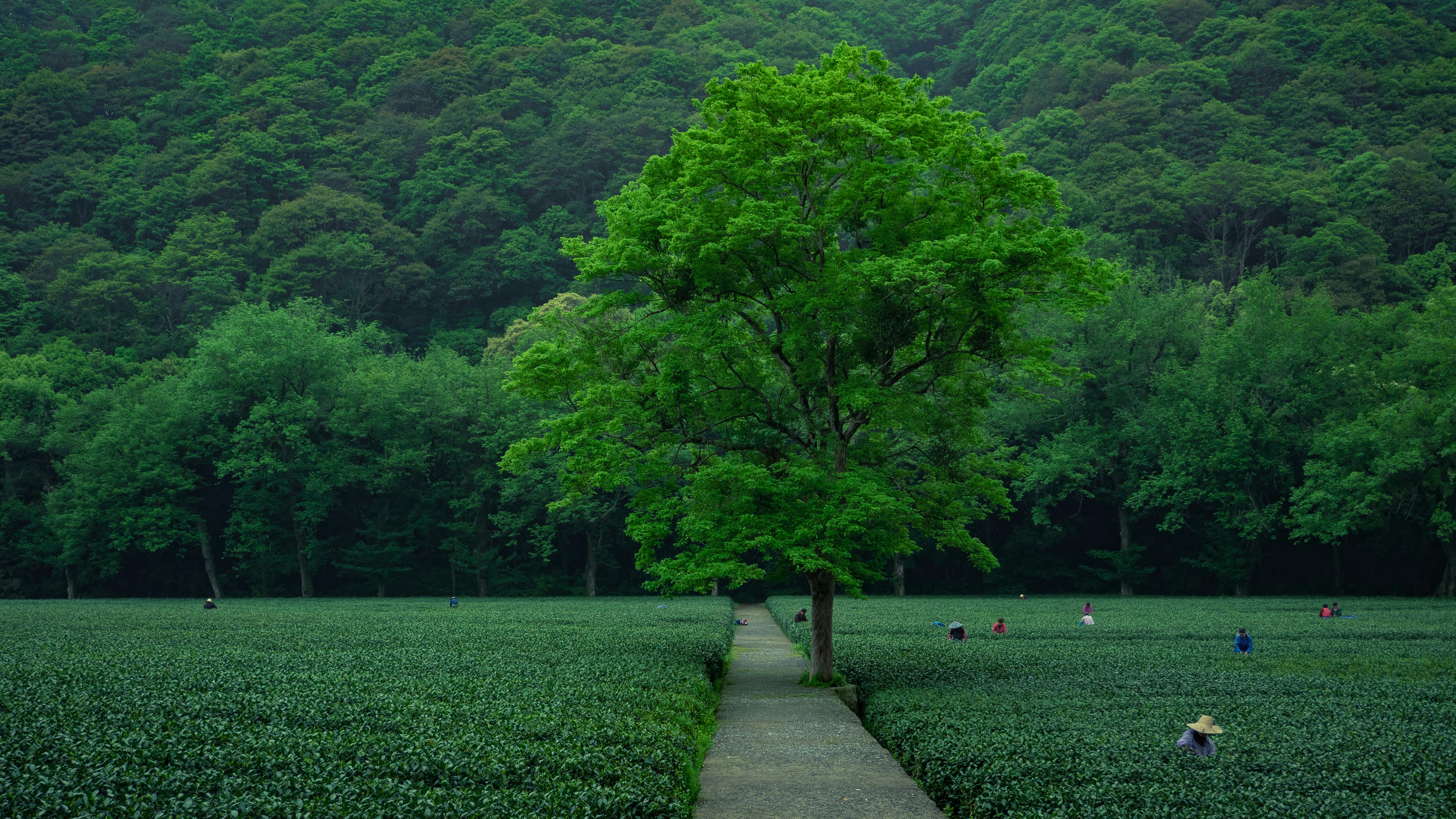 Top Green Tea Wholesalers in the Market