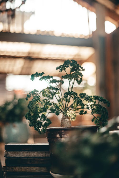 Fotobanka s bezplatnými fotkami na tému botanický, črepník, črepníková rastlina