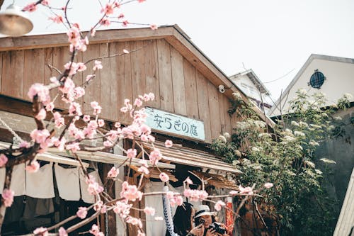 бесплатная Цветущая сакура перед домом Стоковое фото
