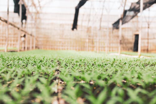 Close Up Foto Van Groen Gras