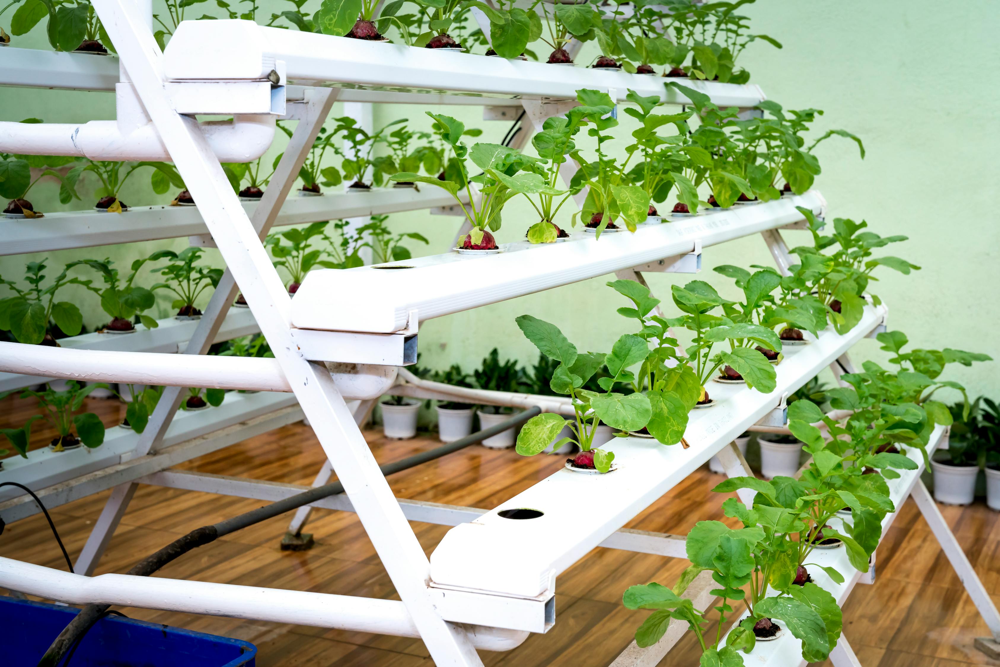 Low-maintenance vegetable garden design with raised beds and easy-care plants