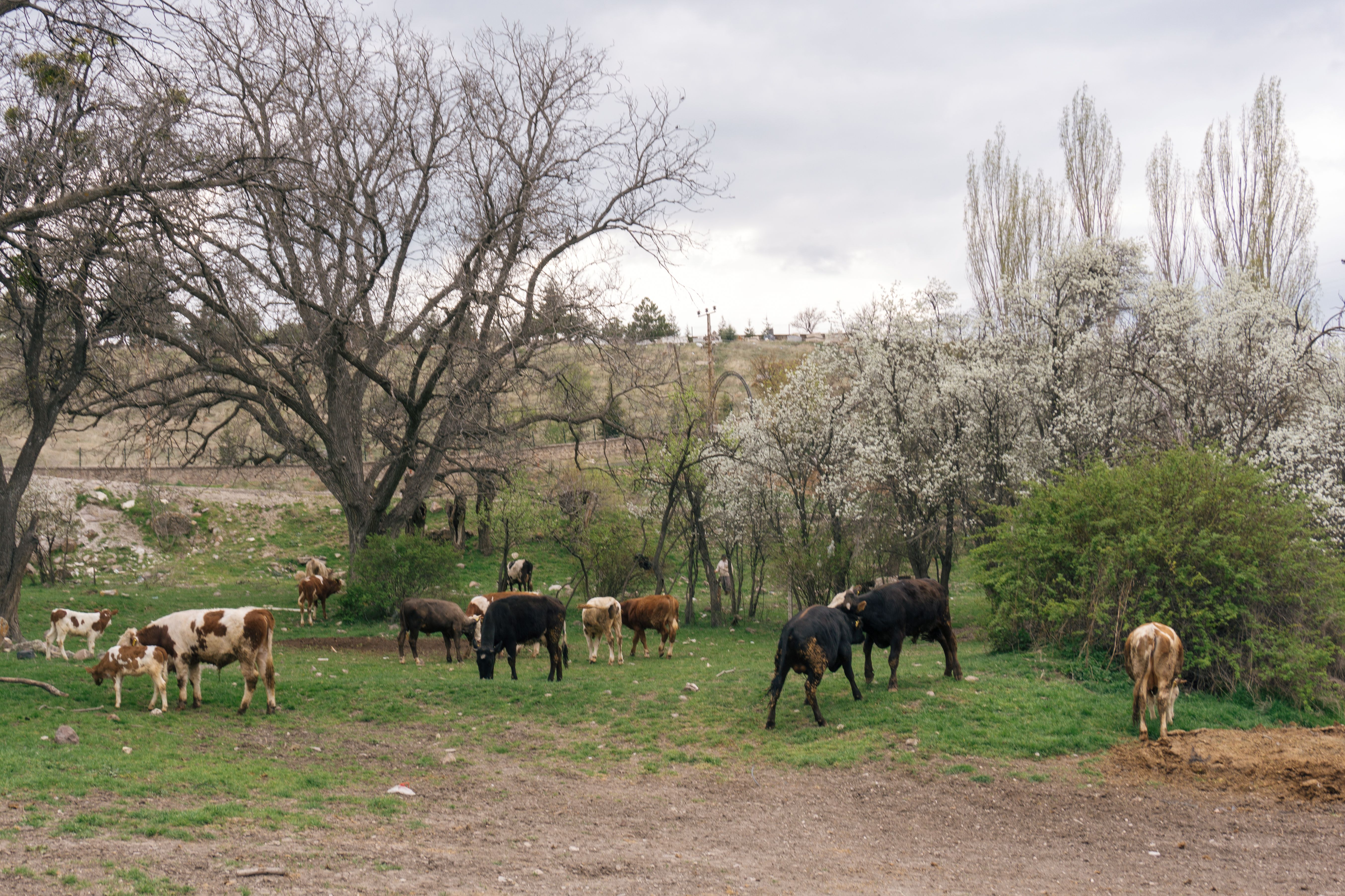 Cattle in Countryside · Free Stock Photo