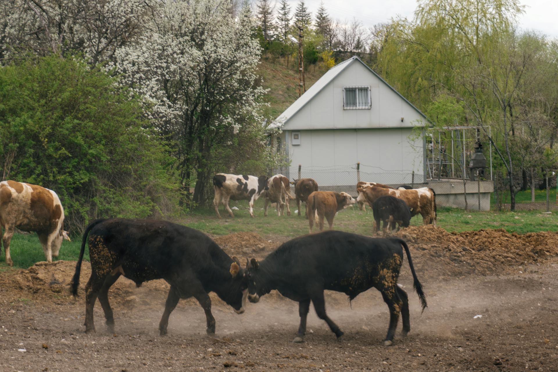 Bulls Fighting at Farm