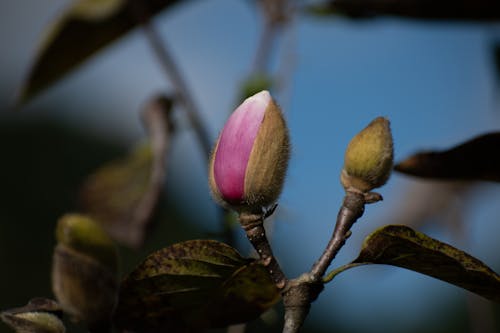 Foto d'estoc gratuïta de a l'aire lliure, Apple, arbre