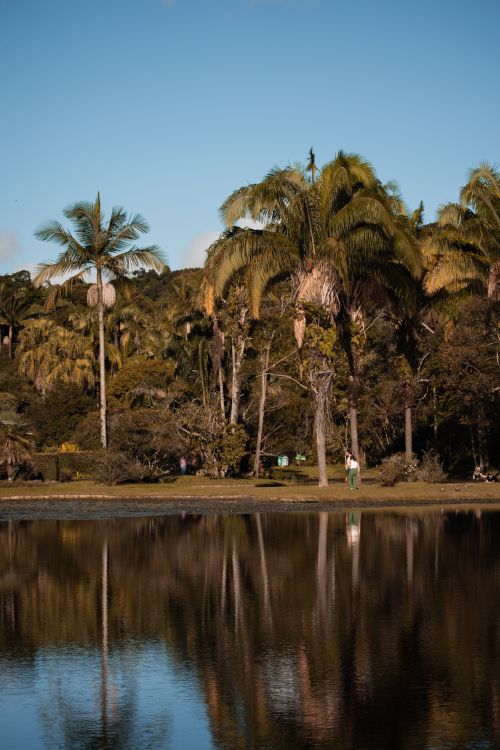 Free Tranquil scene of palm trees reflecting in a calm lake under a clear sky. Stock Photo