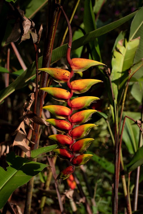 A flower with red and orange petals hanging from it