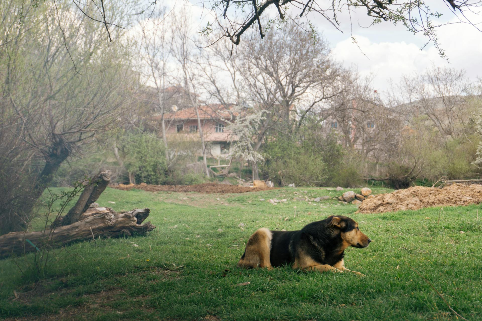 Dog Lying Down on Grass in Village