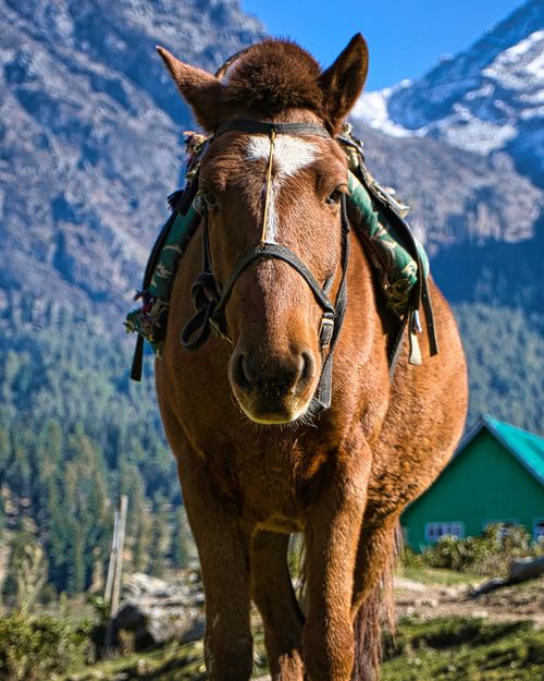 Free A brown horse stands proudly in a picturesque mountainous setting, showcasing rural charm. Stock Photo