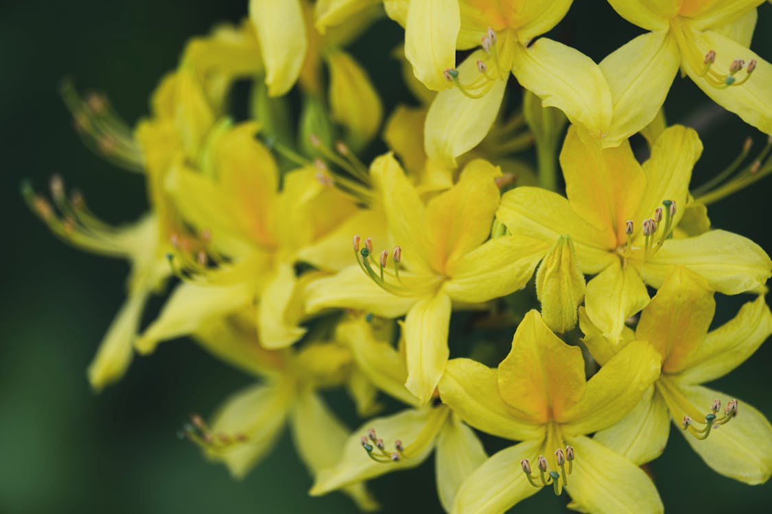 Fotos de stock gratuitas de al aire libre, amarillo, arbusto ornamental