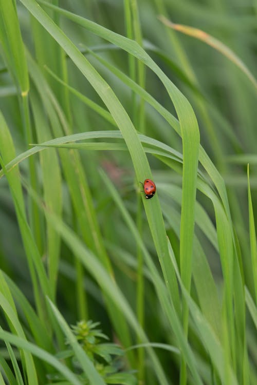 Close-up of a Ladybird Sitting on a Blade of Grass 
