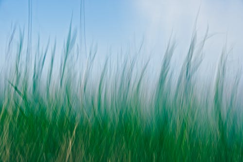 A blurry image of grass in the wind
