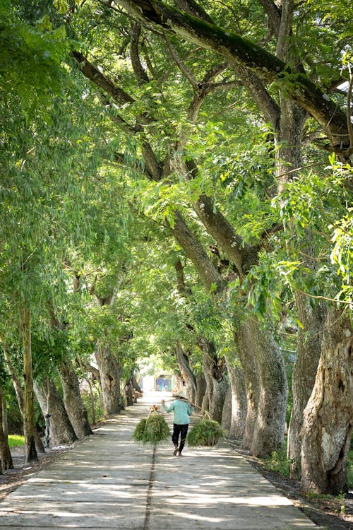Person Walking on Pathway Between Trees