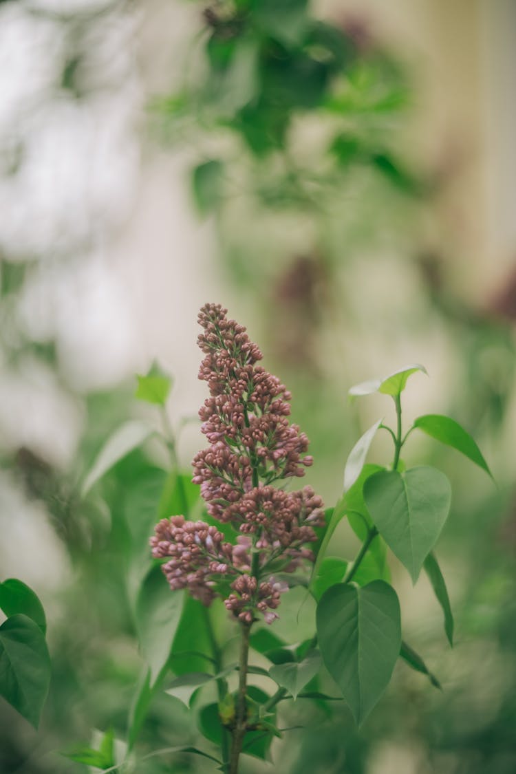 Lavender Flower In Garden 