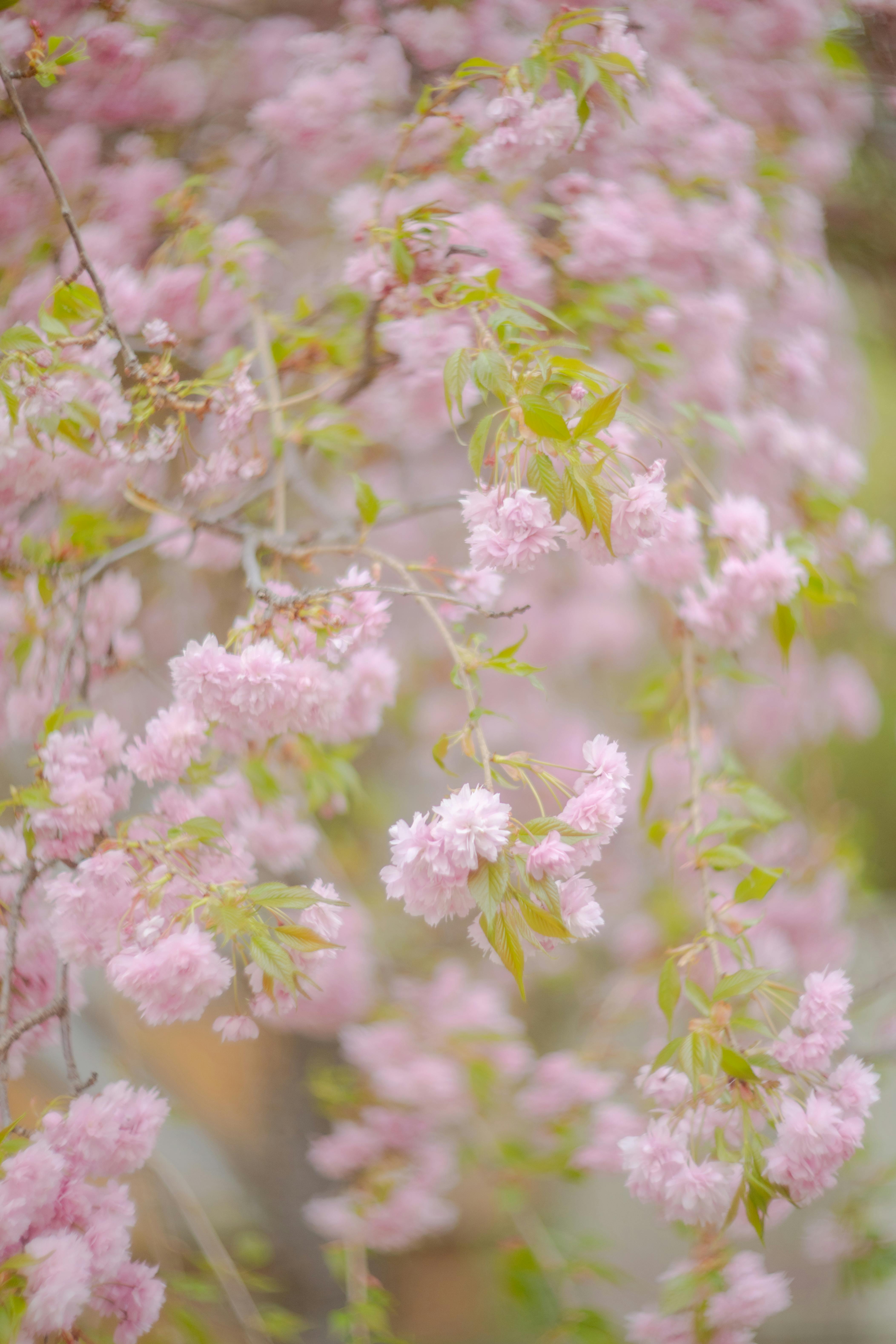 Pink Spring Photos, Download The BEST Free Pink Spring Stock Photos ...