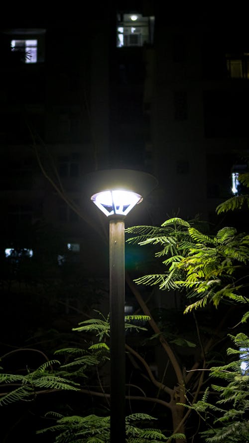 The street lamp
