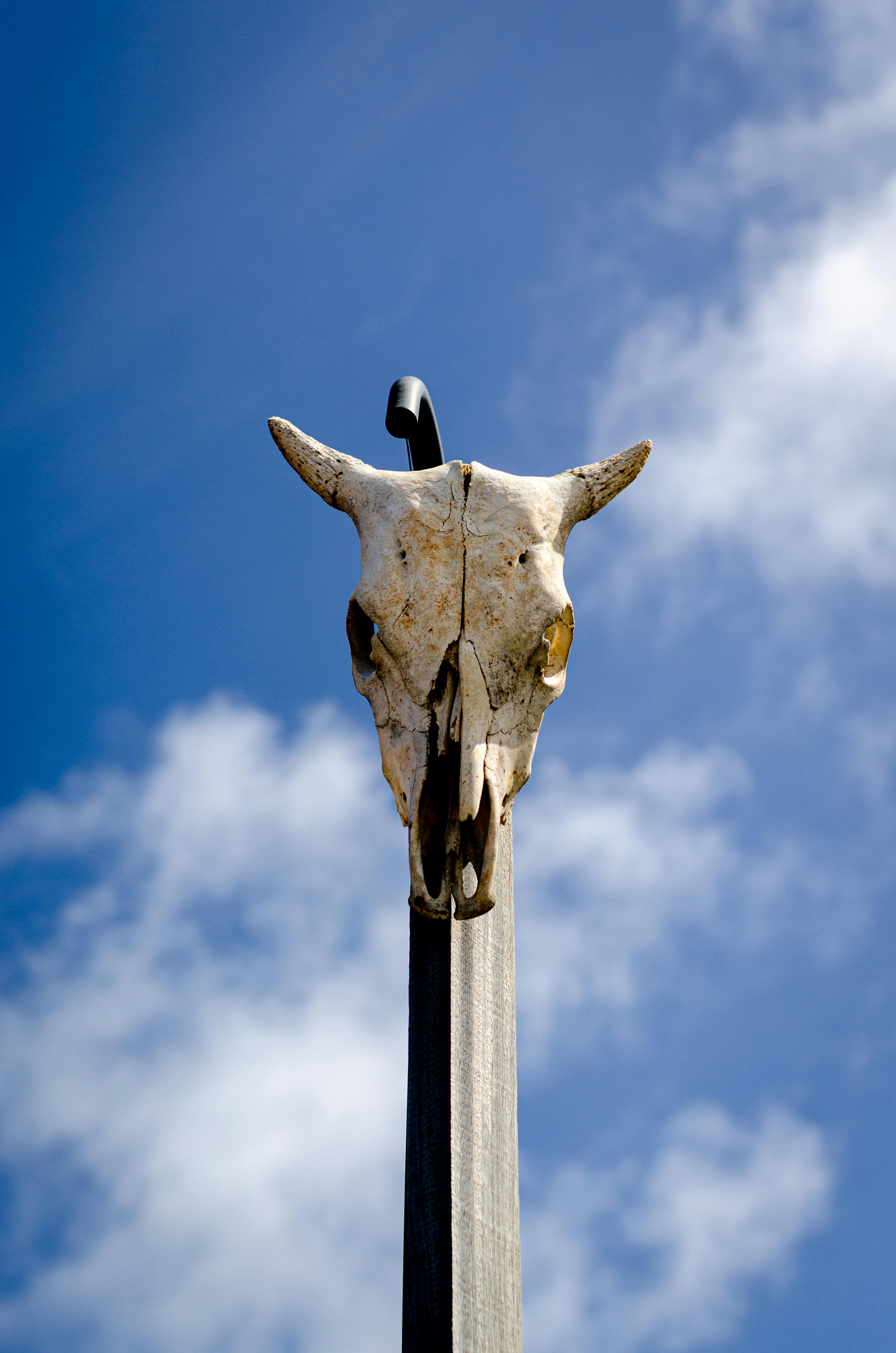 close up of a skull on a pole